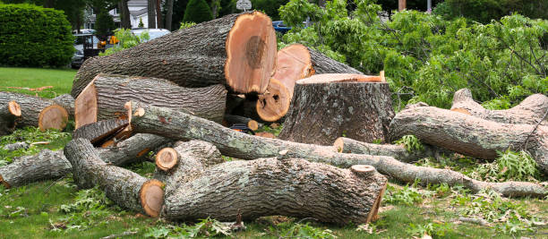 Best Tree Preservation Services  in USA